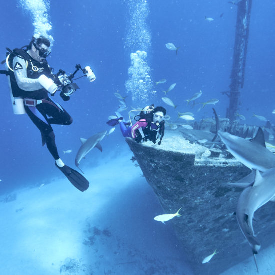 Bahamas dive with sharks