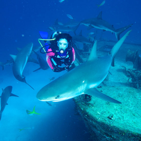 Bahamas dive with sharks