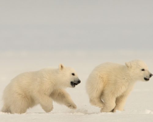 Accommodation –  spitsbergen