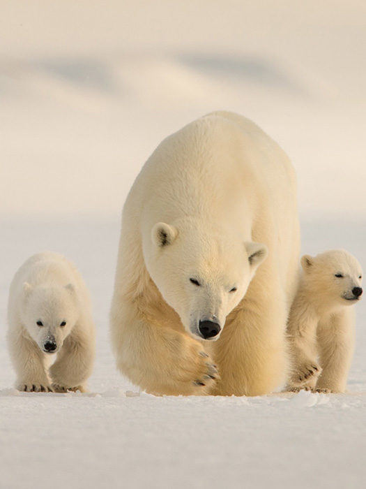 Svalbard – the polar kingdom