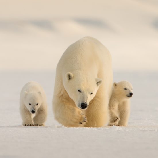 Svalbard – the polar kingdom