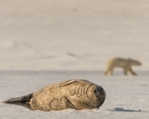 Accommodation –  spitsbergen