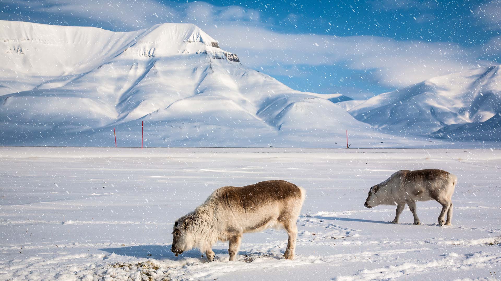 Svalbard – the polar kingdom