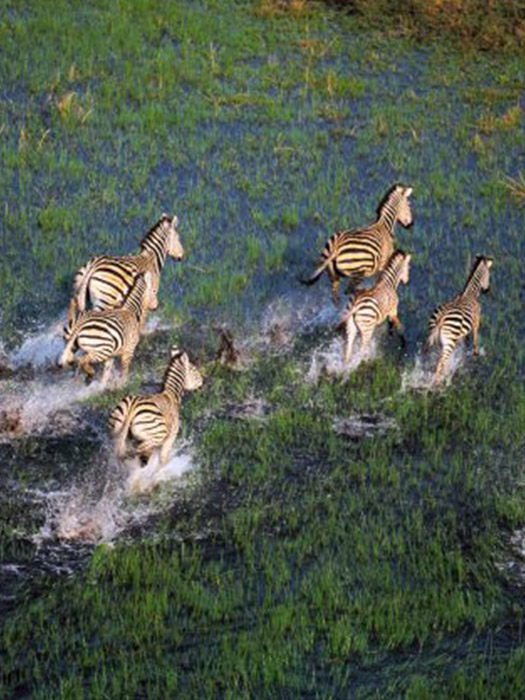 Botswana wildlife workshop