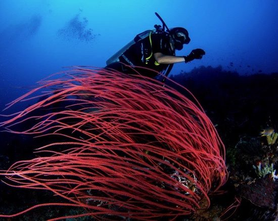 Underwater world of timor leste