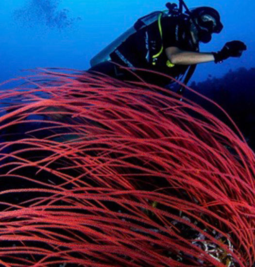 Underwater world of timor leste