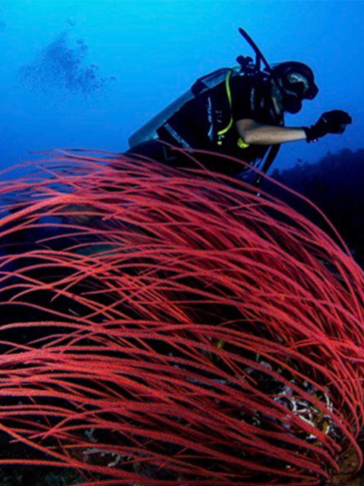 Underwater world of timor leste