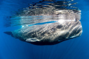 Underwater world of timor leste