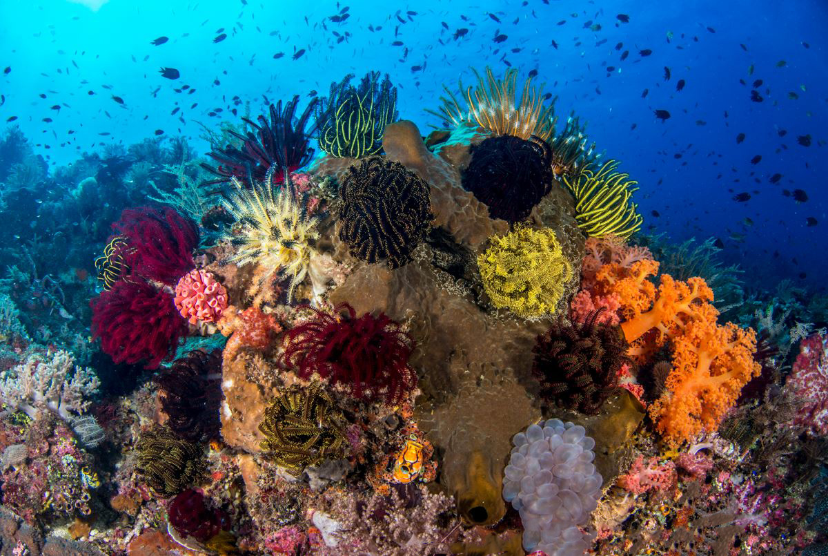 Underwater world of timor leste