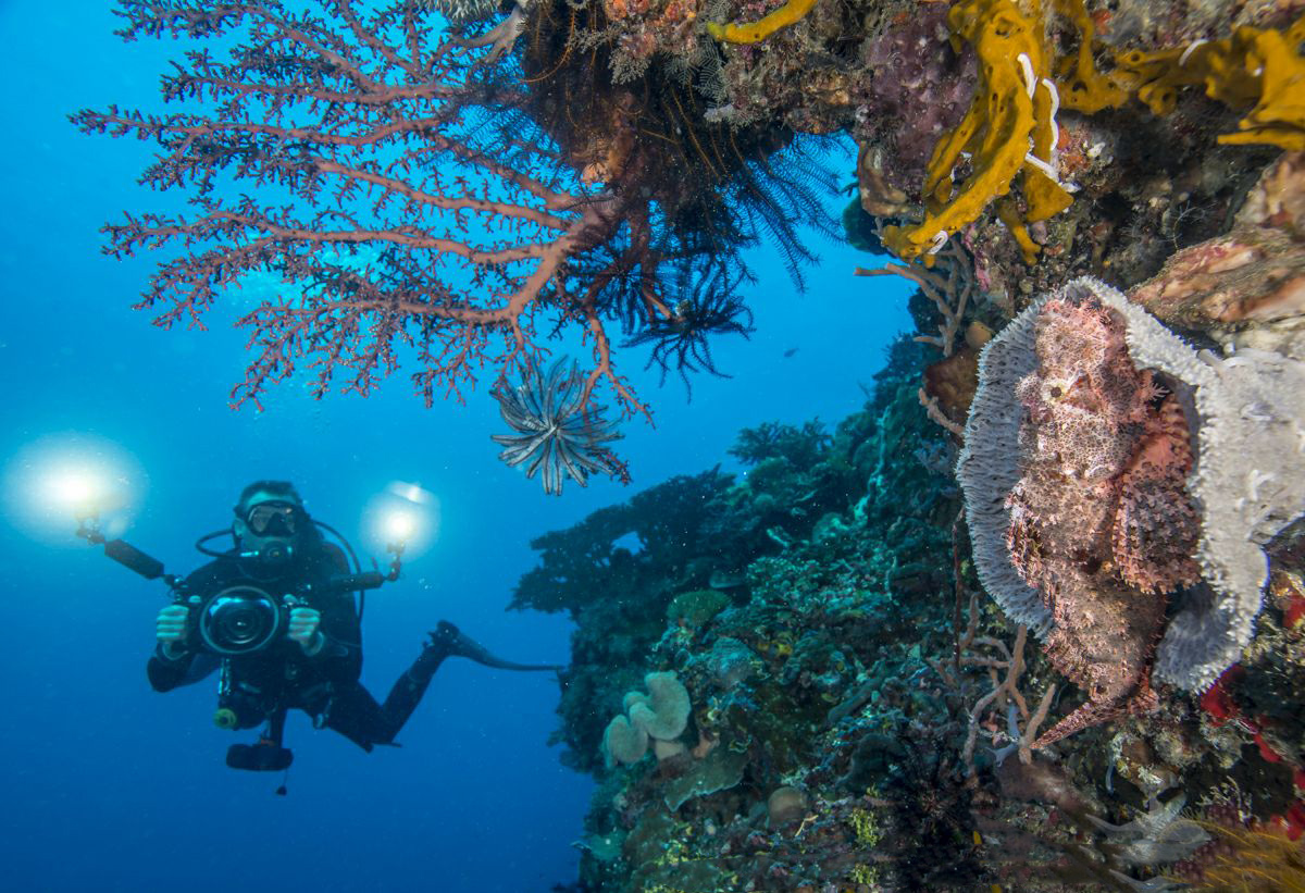 Underwater world of timor leste