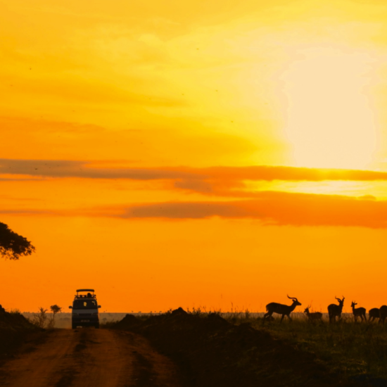 Photograph uganda, gorillas & wildlife