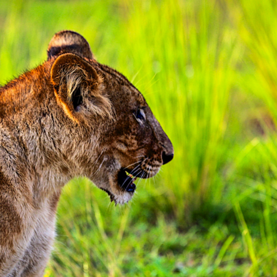 Photograph uganda, gorillas & wildlife