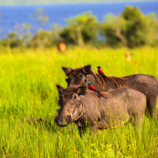 Photograph uganda, gorillas & wildlife