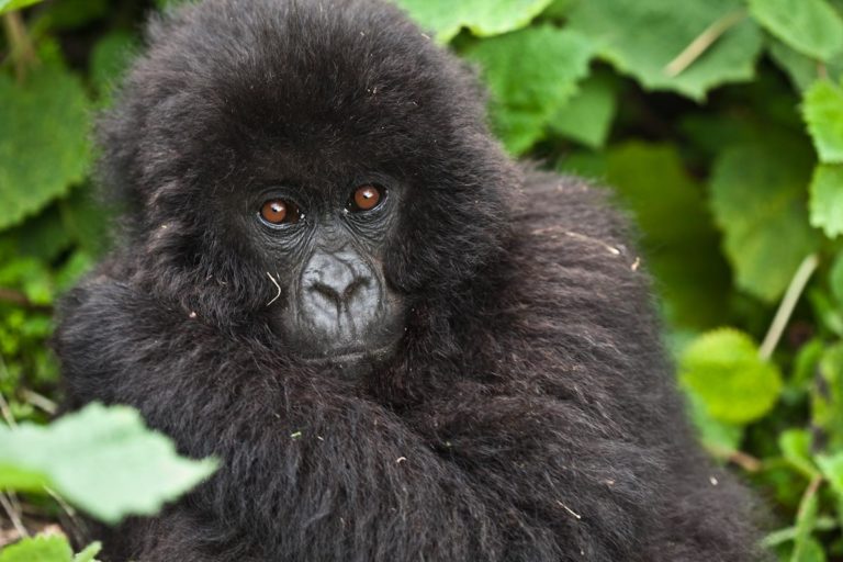 Photograph uganda, gorillas & wildlife