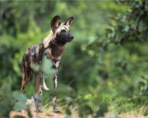 Zambia's wildlife photography