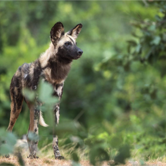 Zambia's wildlife photography